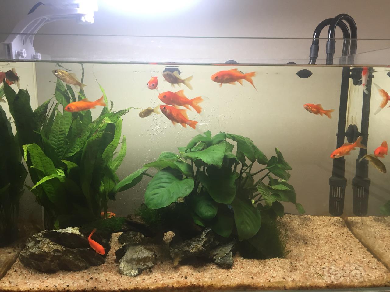 觀賞魚缸_觀賞魚缸放在什么位置好呢_觀賞魚缸圖片大全