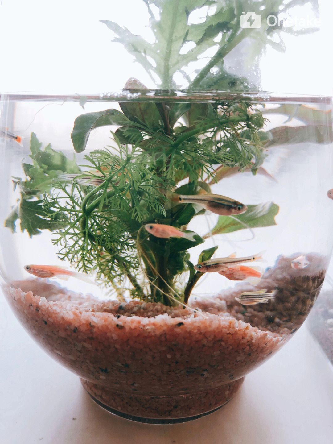 觀賞魚缸_觀賞魚缸長青苔怎么辦_觀賞魚缸圖片大全