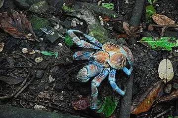 澳洲圣誕島現在的大明星是誰？你可能會猜到是椰子蟹