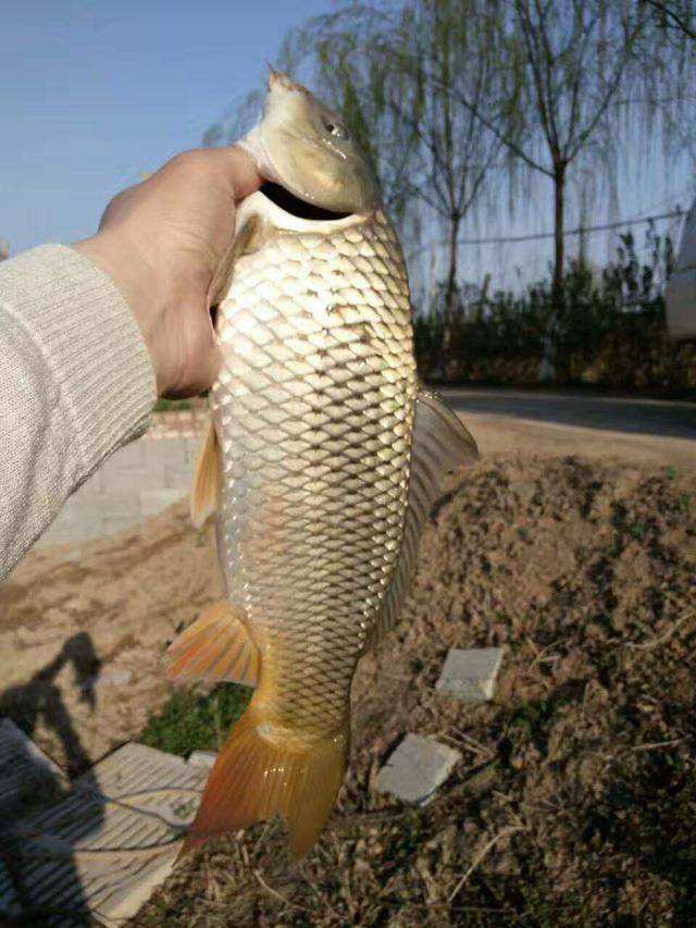黃河鯉魚養殖基地_黃河鯉魚養殖技術_黃河鯉魚養殖
