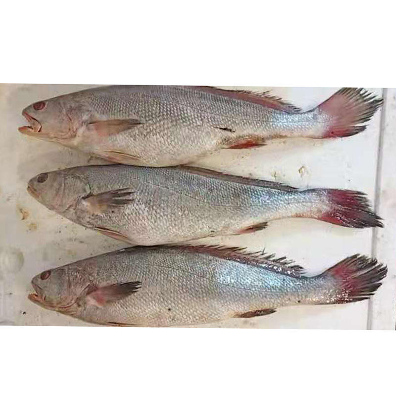 巴沙魚片的一些小常識你們知道嗎？魚片好不好吃