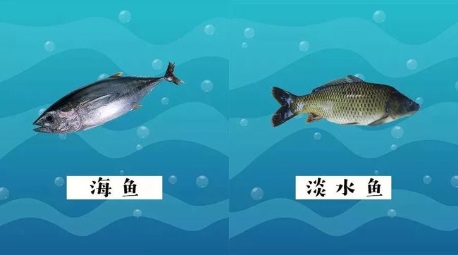 鲅魚是深海魚嗎_深海魚鲅魚是海魚嗎_深海魚鲅魚是海鮮嗎