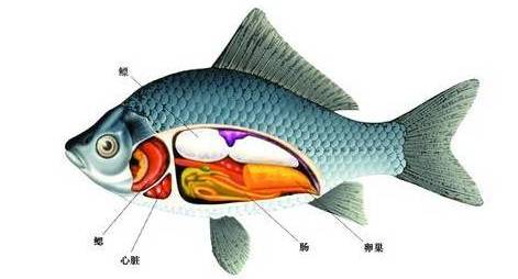 魚心臟可以吃嗎_有心臟的魚是什么魚_魚有沒有心臟