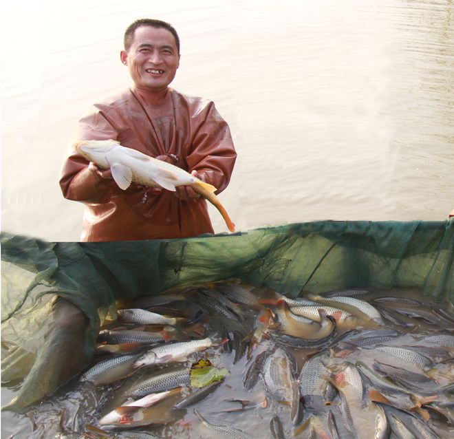 黃河鯉魚養殖視頻_黃河鯉魚養殖基地_黃河鯉魚養殖