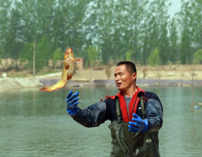 黃河鯉魚養殖基地_黃河鯉魚養殖_黃河鯉魚養殖視頻
