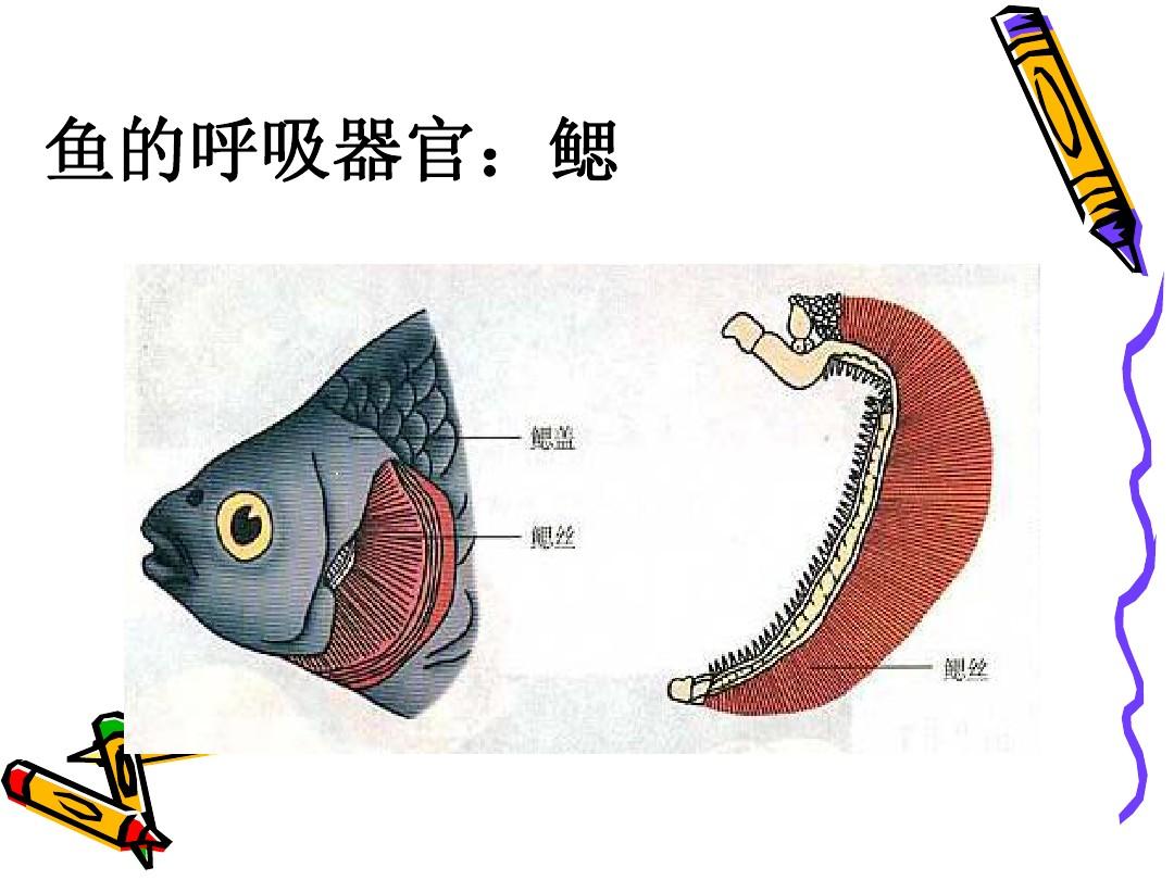 魚有沒有心臟_有沒有心臟_沒有心臟的魚
