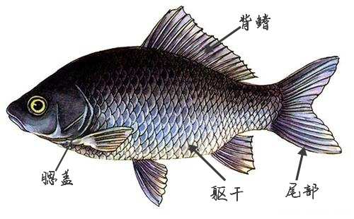 有沒有心臟_魚有沒有心臟_沒有心臟的魚