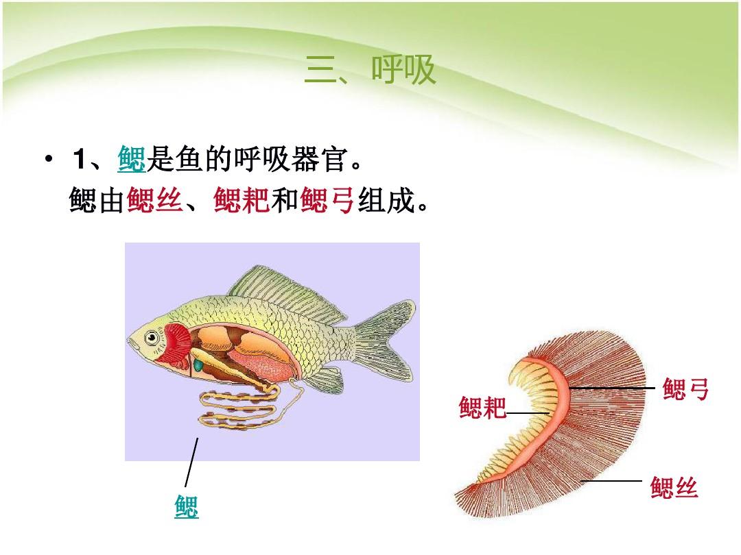 有沒有心臟_魚有沒有心臟_沒有心臟的魚