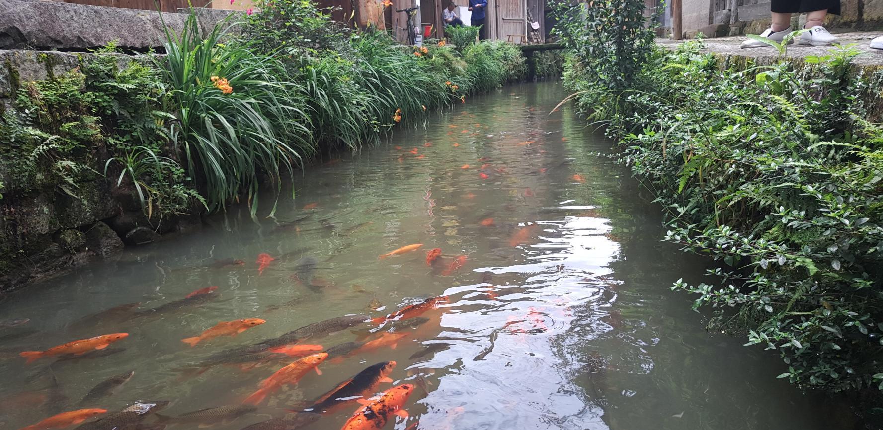 鯉魚噴泉設計圖_鯉魚噴泉_鯉魚噴泉設計圖手繪