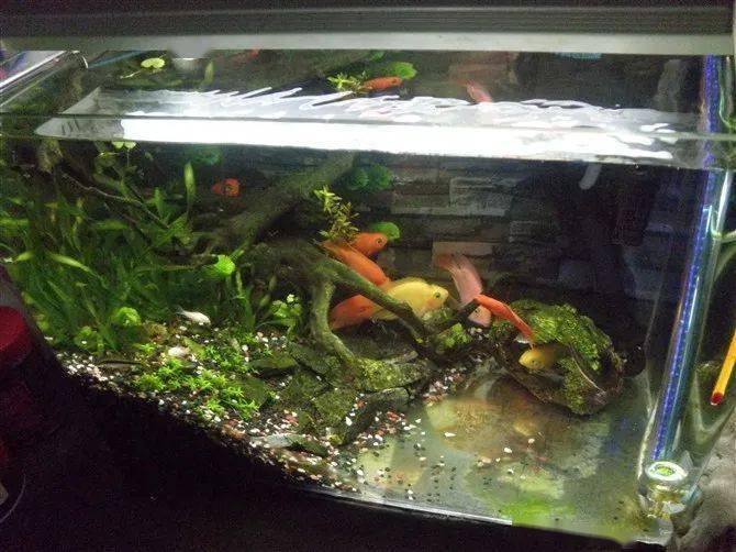 斑馬魚怎么養，在觀賞魚種斑馬魚是常見的一種