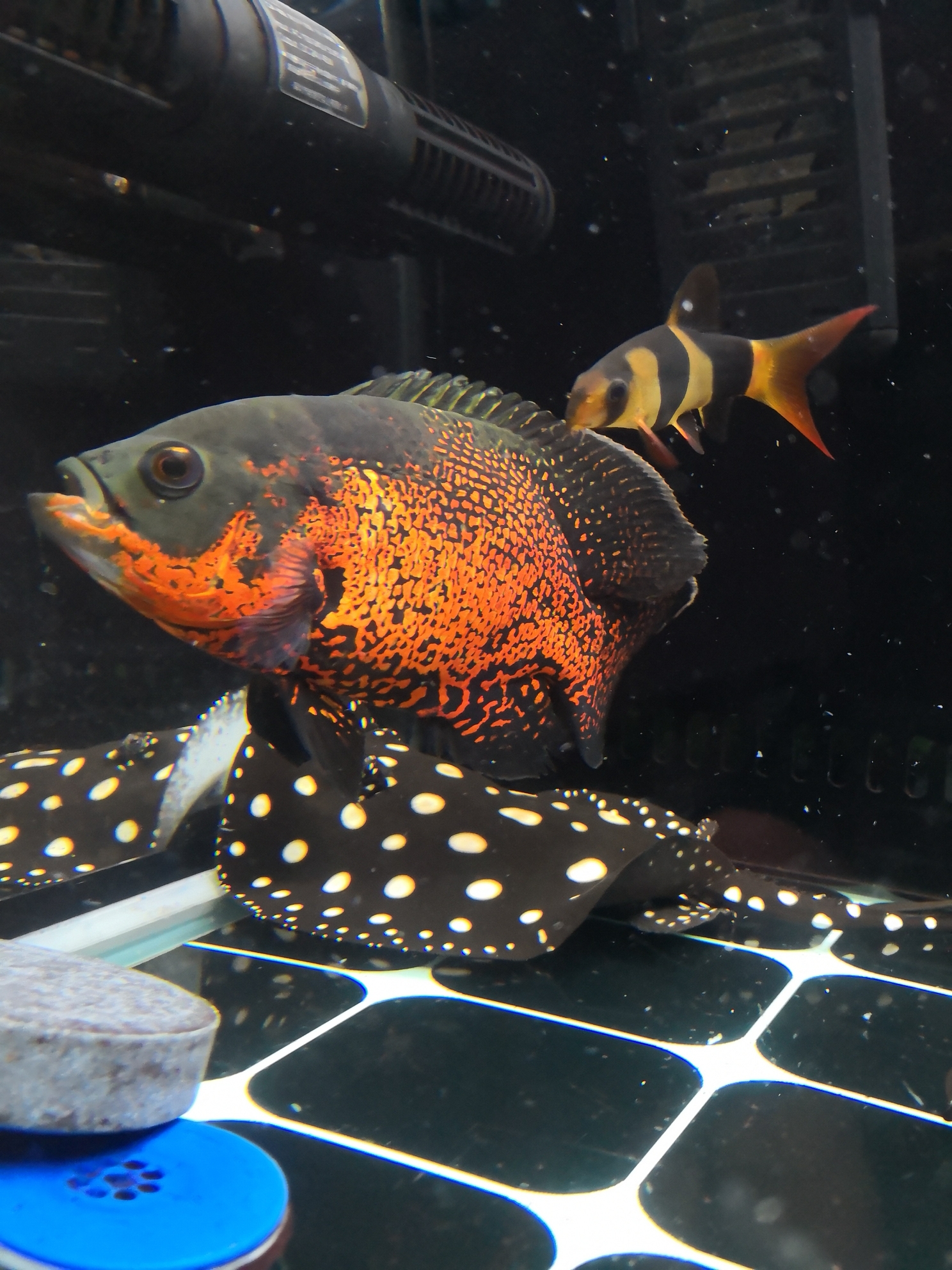 地圖魚不吃食_地圖魚魚食_地圖魚吃魚食行不行