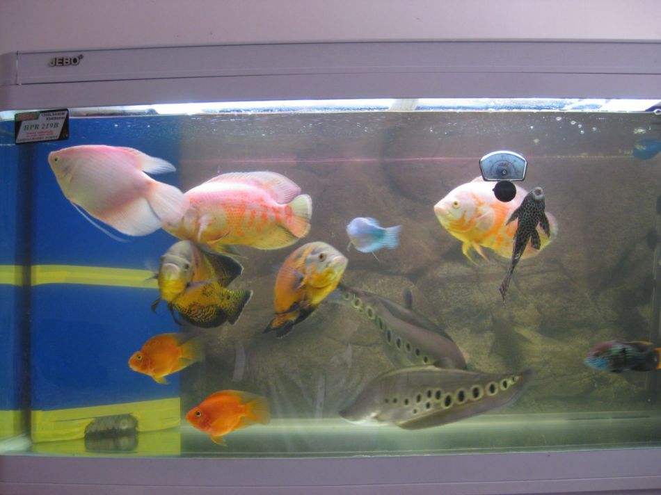 地圖魚吃魚食行不行_地圖魚魚食_地圖魚不吃食
