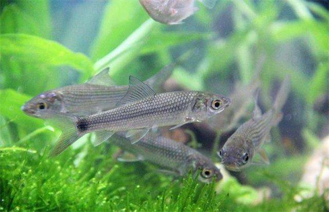 養斑馬魚多久換一次水_養斑馬魚需要打氧嗎_斑馬魚怎么養