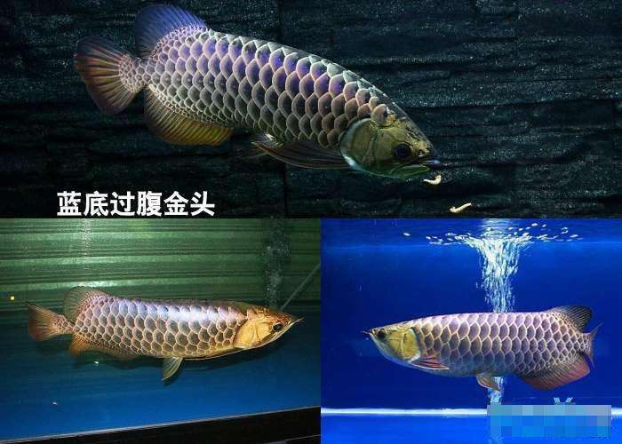 紅尾金龍魚_紅尾金龍價格_紅尾金龍