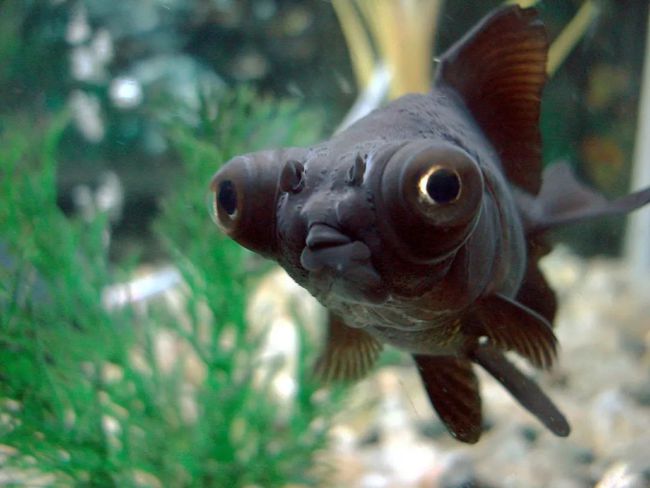 龍魚和過背金龍魚的區別，你知道嗎？