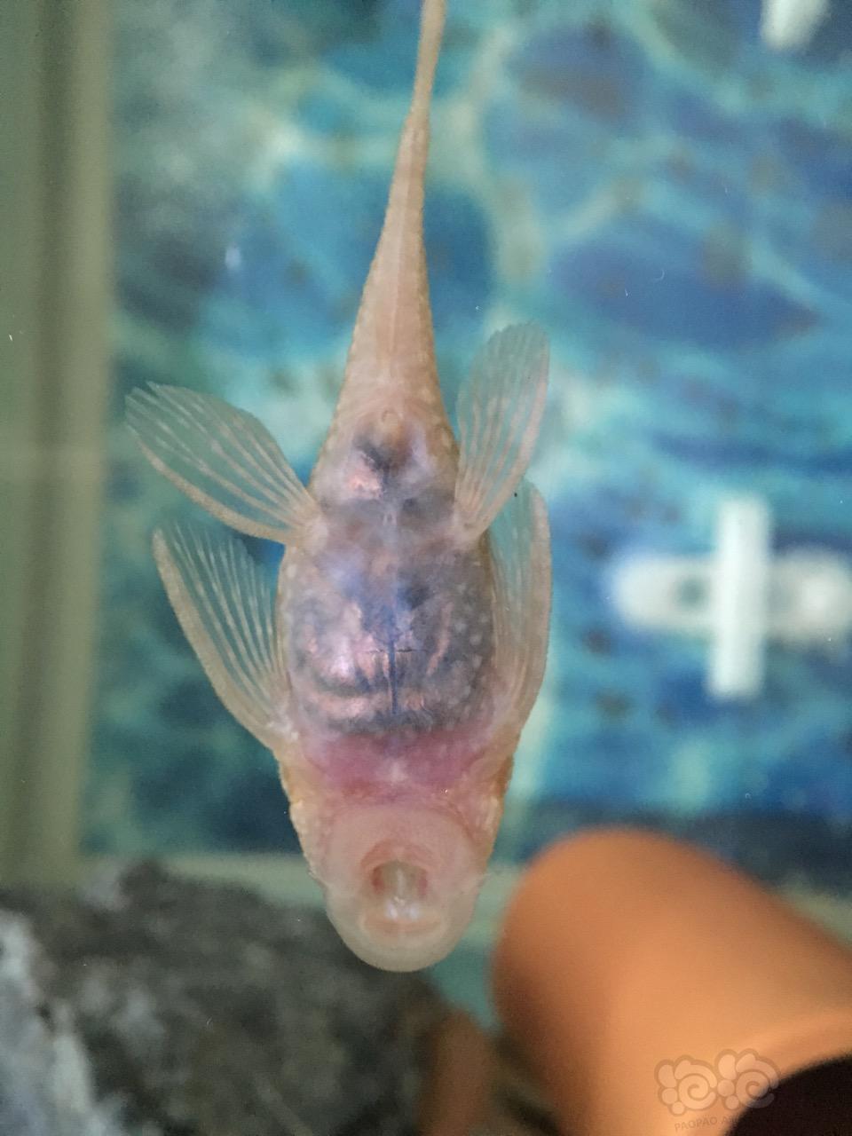 獅子頭金魚_金魚獅子頭圖片_金魚獅子頭上有白點