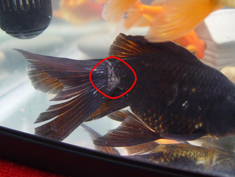 金魚獅子頭圖片_金魚獅子頭上有白點_獅子頭金魚
