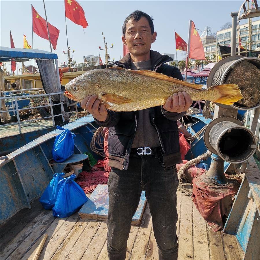 浙江黃魚有多貴_大黃魚價格多少錢一斤_浙江黃魚多少錢一斤