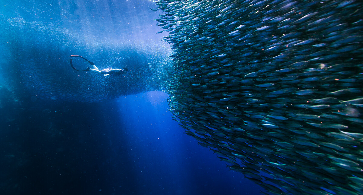 沙丁魚圖片_沙丁魚是淡水魚還是海水魚_沙丁魚