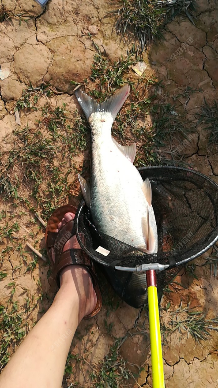 釣魚魚竿種類_魚竿的種類_魚竿種類