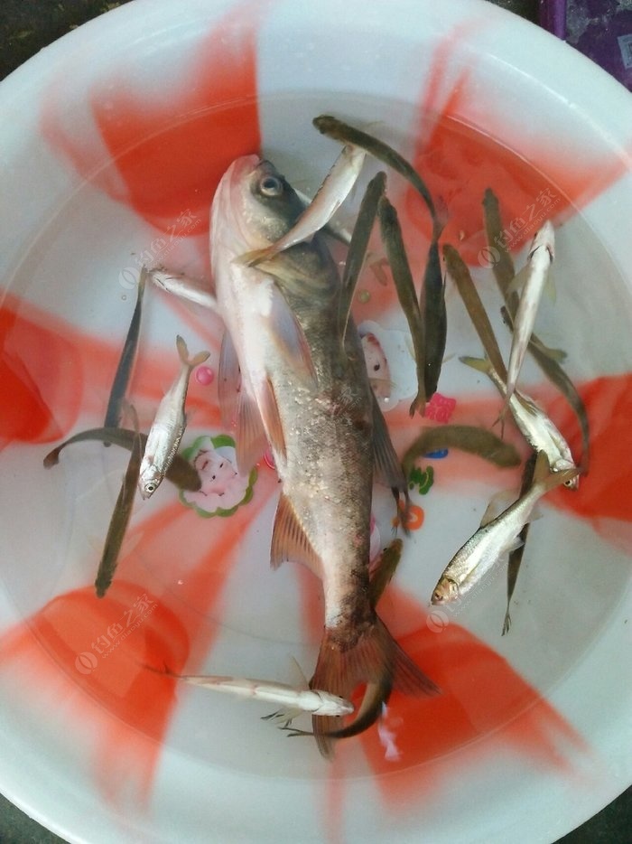 釣魚魚竿種類_魚竿種類_魚竿的種類