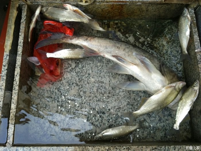 魚竿種類_魚竿的種類_釣魚魚竿種類