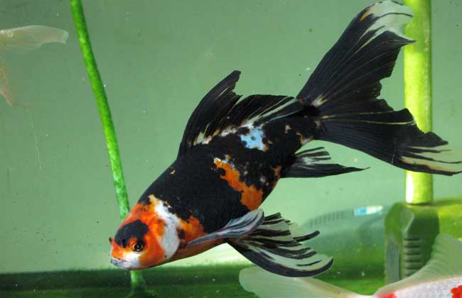 金魚品種大全及圖解_金魚品種_金魚品種形成的原因是由于