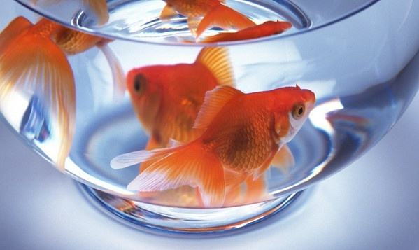 金魚品種_金魚品種形成的原因是由于_金魚品種大全及圖解