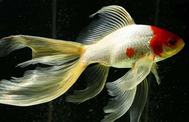 金魚品種形成的原因是由于_金魚品種_金魚品種大全及圖解