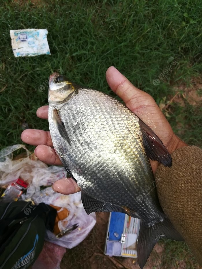 其他名人釣魚視頻_名人釣魚視頻大全_釣魚視頻名人素材