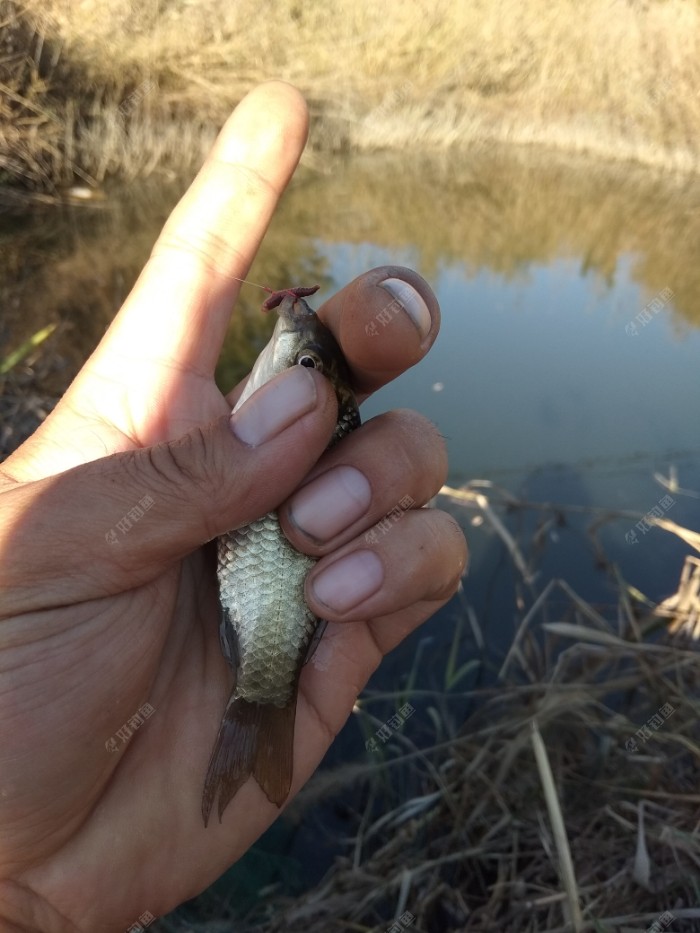 蘆葦浮漂用的是什么蘆葦_蘆葦浮漂的優缺點_蘆葦浮漂