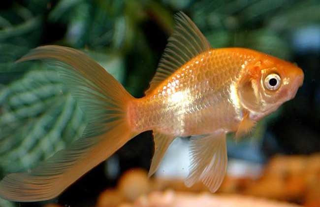 金魚品種_金魚品種圖片大全介紹_金魚品種大全及圖解