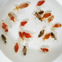 常見的金魚品種有哪些？金魚的品種是什么？