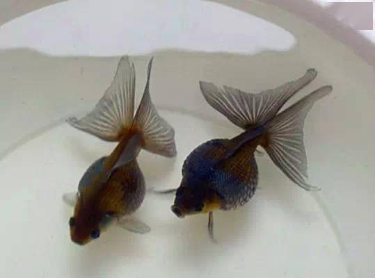 金魚品種_金魚品種介紹_金魚品種圖片大全介紹
