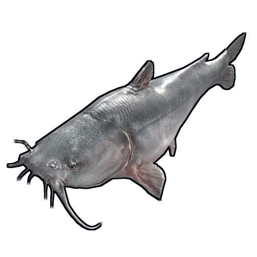 鯰魚與鲴魚的區別_鮰魚和鯰魚的區別_鯰魚與鮰魚哪個好吃