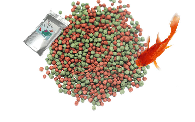 金魚獅子頭上有白點_金魚獅子頭圖片_獅子頭金魚