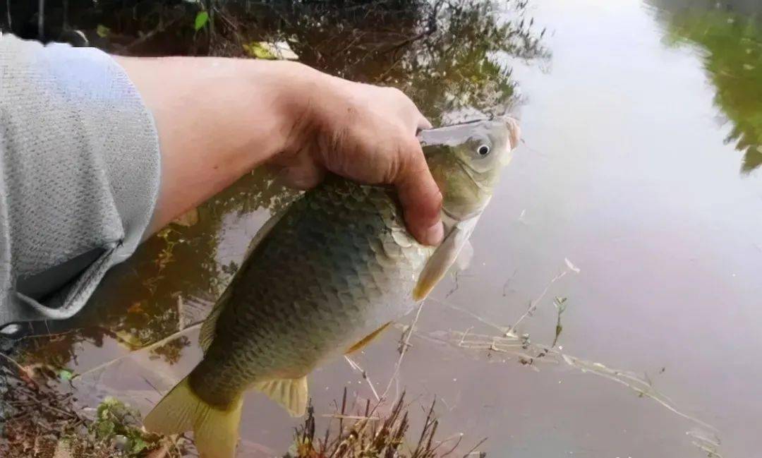 釣鯽魚調漂的正確方法_用蚯蚓釣鯽魚技巧口訣_釣鯽魚技巧口訣
