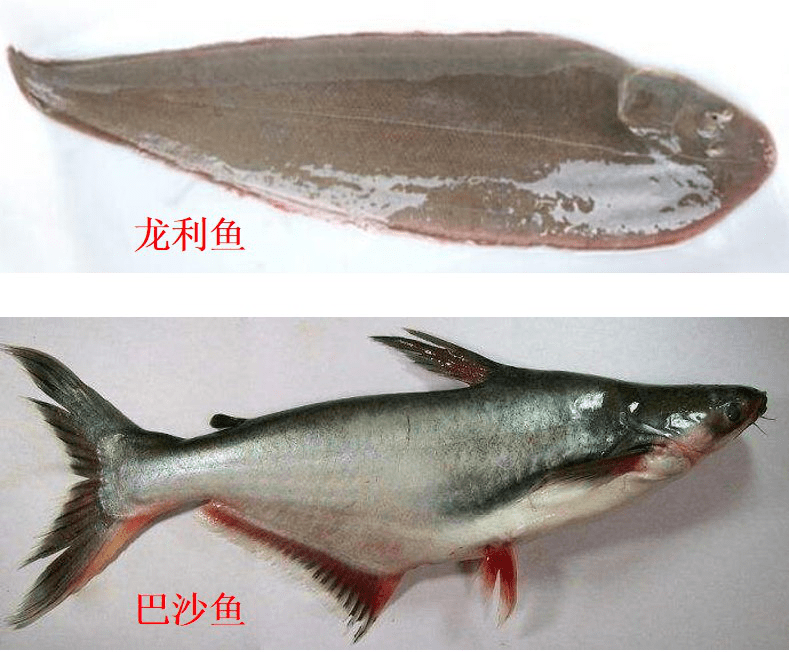 整條龍利魚的做法大全_利龍魚是海魚嗎_龍利魚多少錢一斤
