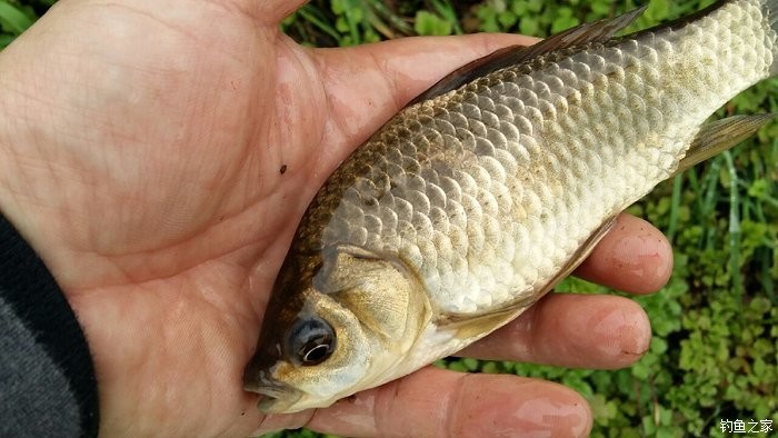 釣鯽魚技巧口訣_用蚯蚓釣鯽魚技巧口訣_釣鯽魚窩料的絕密配方大全