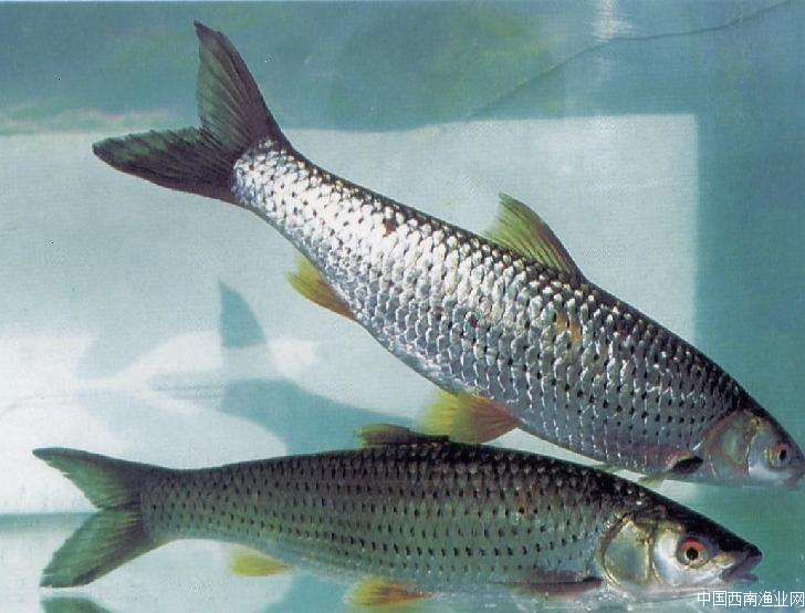 中國淡水養殖的四大家魚之一，你了解多少？