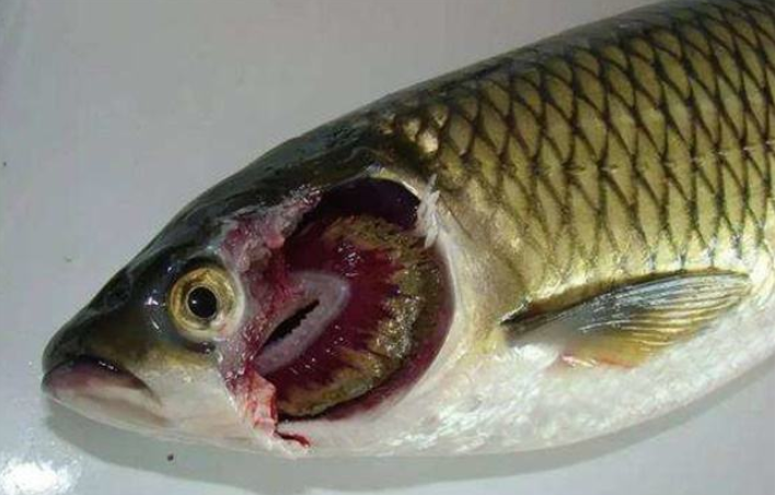 草魚養殖技術_養殖草魚技術大全_養殖草魚技術要點
