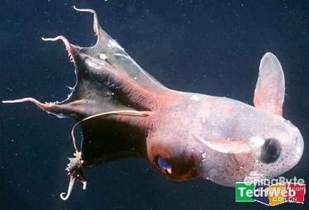 大王酸漿魷的天敵是誰_大王酸漿魷vs巨型魷魚_大王酸漿魷