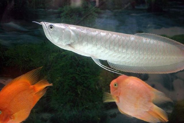 養魚銀龍養幾條好_銀龍魚怎么養_魚缸養銀龍魚視頻