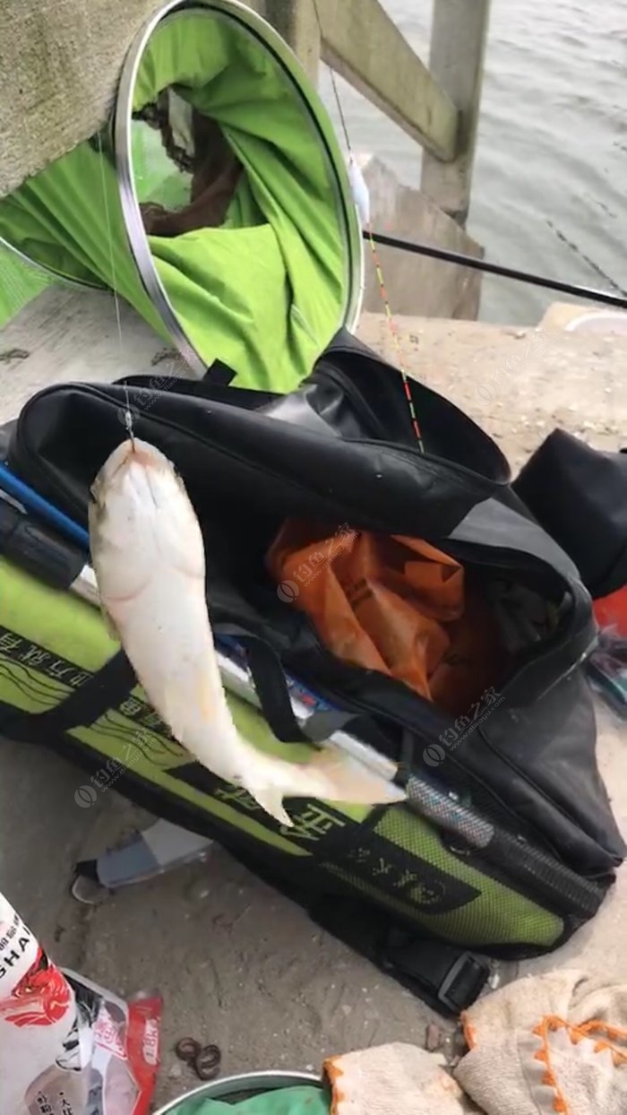 黃辣丁魚做湯_黃辣丁魚做菜_黃辣丁魚
