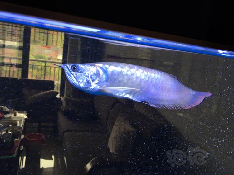 魚缸養銀龍魚視頻_銀龍魚怎么養_養魚銀龍好還是七彩神仙魚好呢