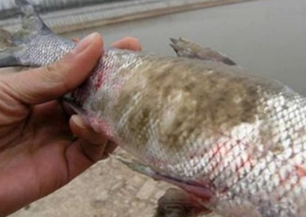 養殖草魚技術要點_養殖草魚技術視頻教程_草魚養殖技術