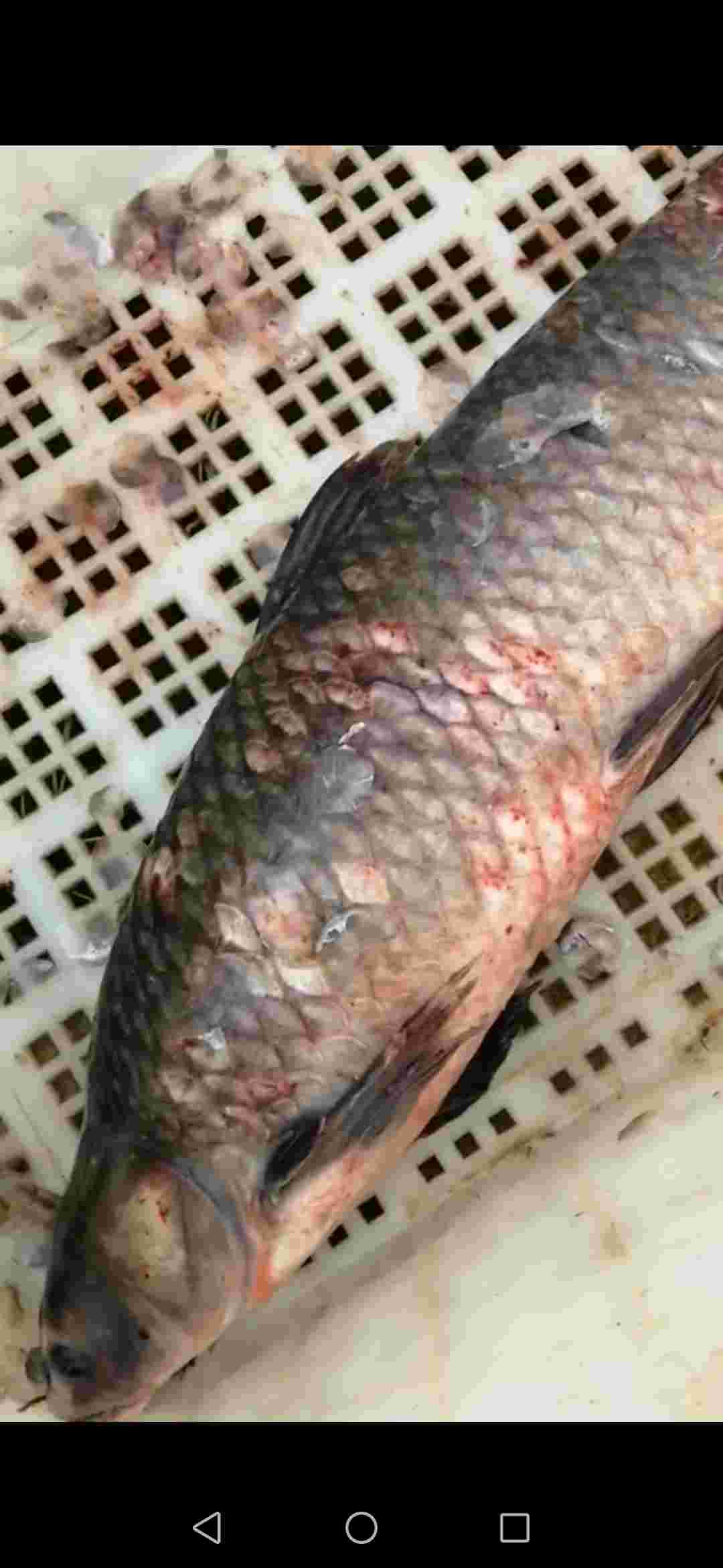 養殖草魚技術視頻教程_草魚養殖技術_養殖草魚技術要點