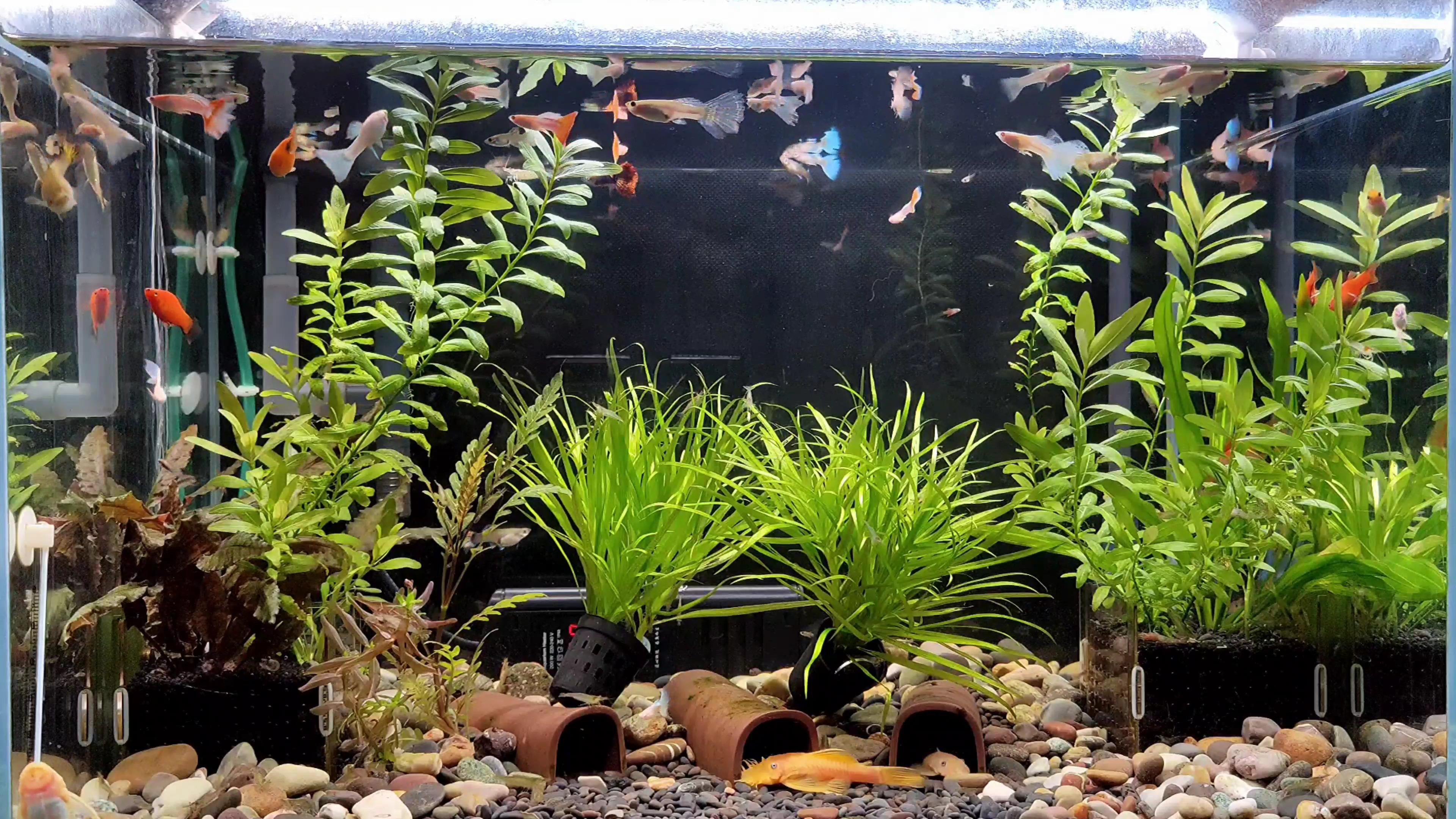 養魚銀龍養幾條好_銀龍魚怎么養_養銀龍魚視頻