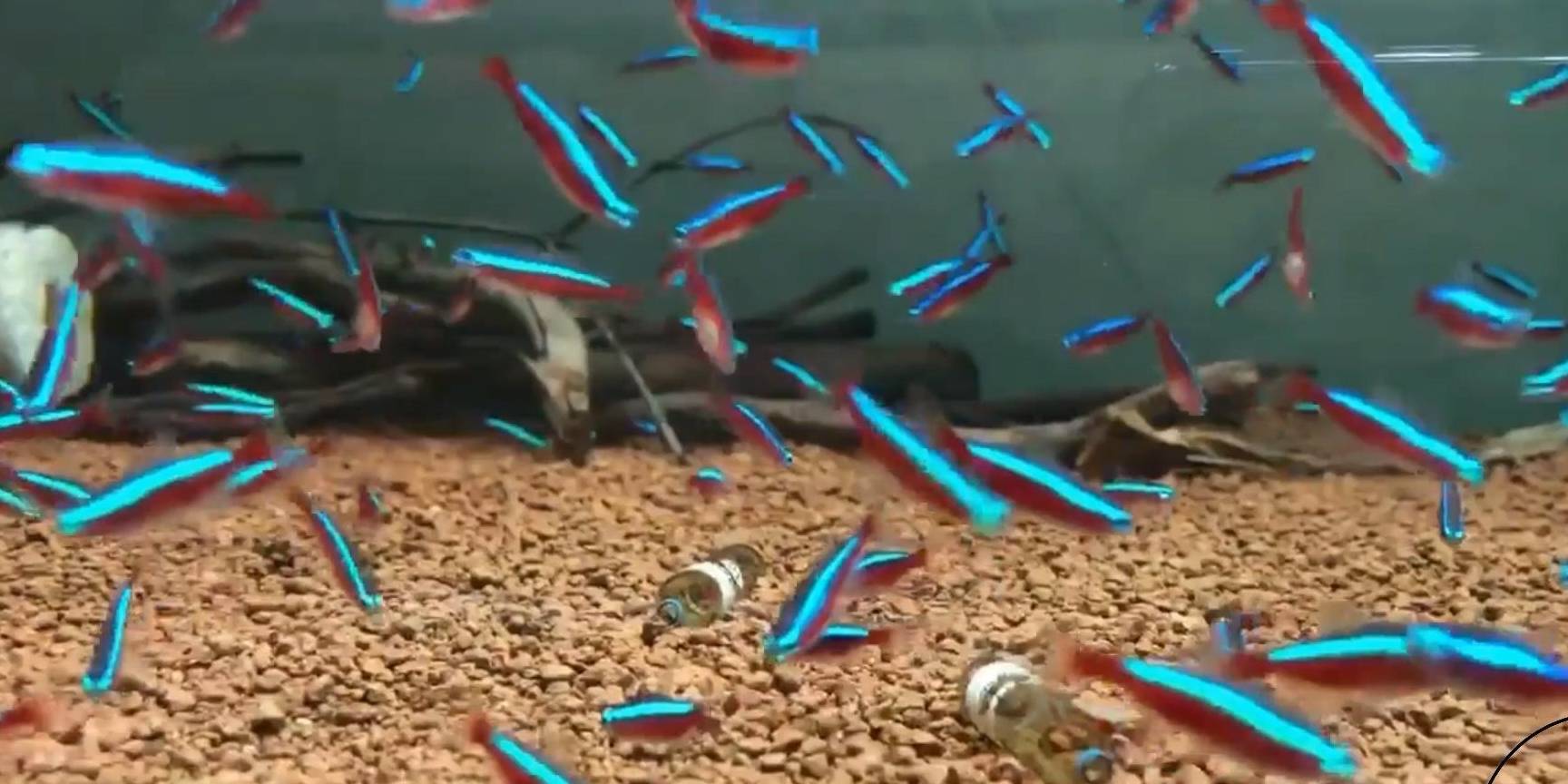 銀龍魚死了有什么預兆？怎么養不容易死