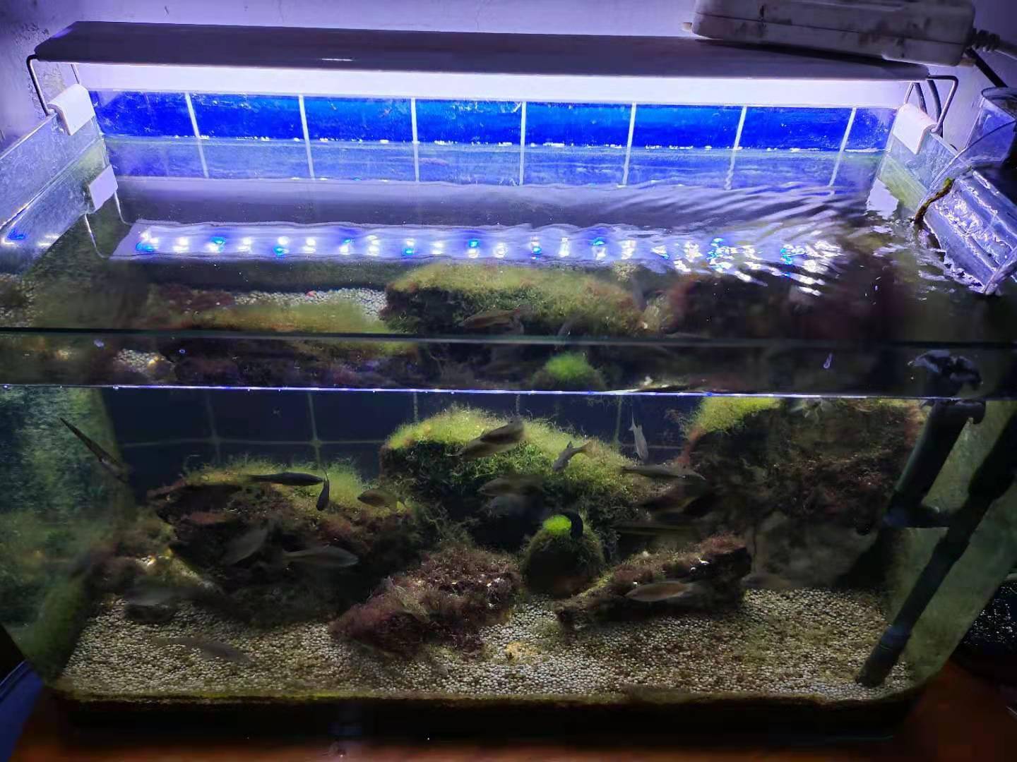 銀龍魚怎么養_養魚銀龍好還是七彩神仙魚好呢_魚缸養銀龍魚視頻